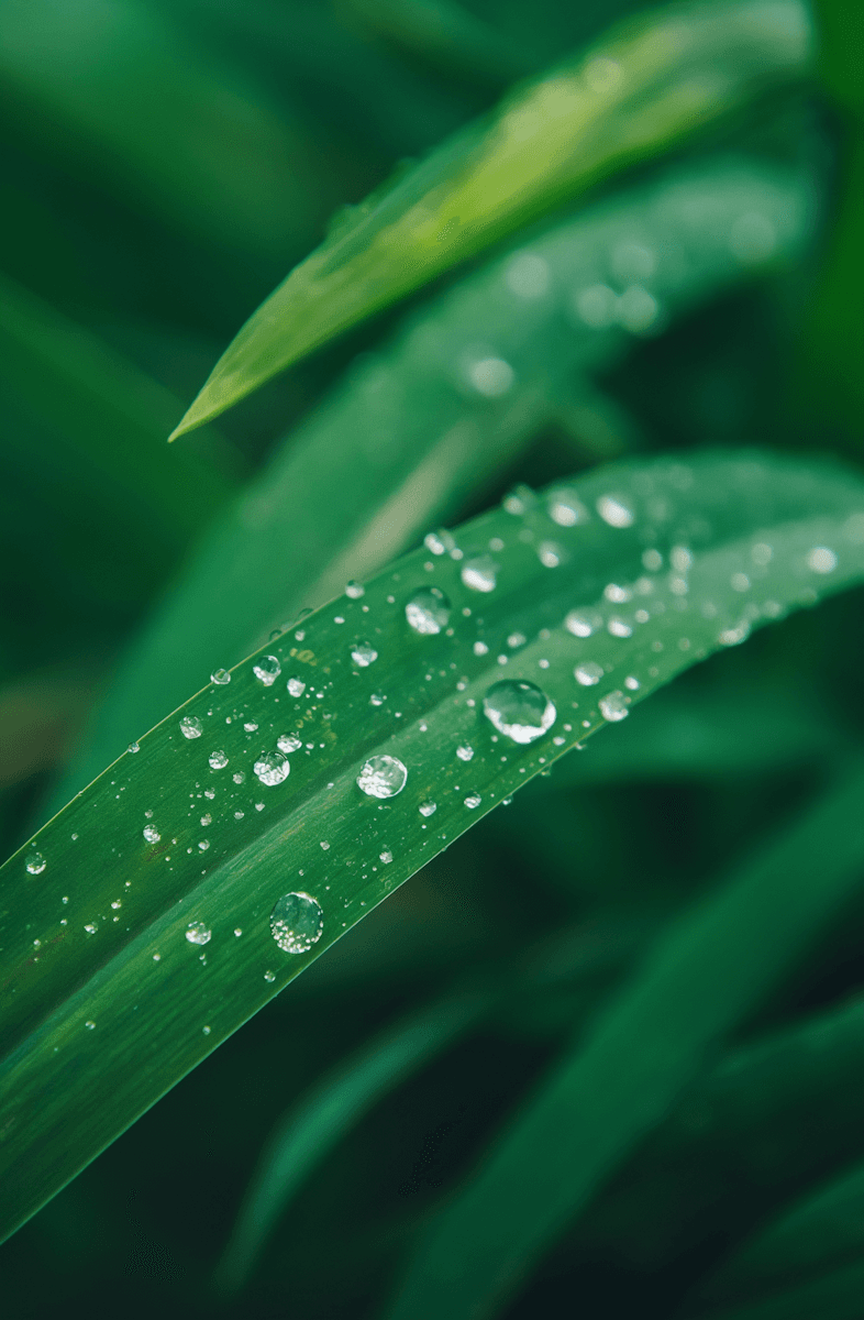 fresh-raindrops-on-green-leaf-n6bnh